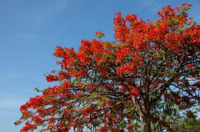 kraljevska poinciana